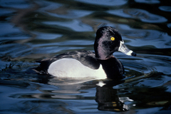 Ring-necked Duck